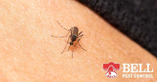 Mosquito on human skin