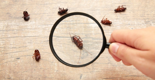 Dead pests under magnifying glass