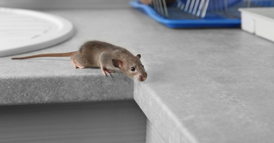 mouse in house