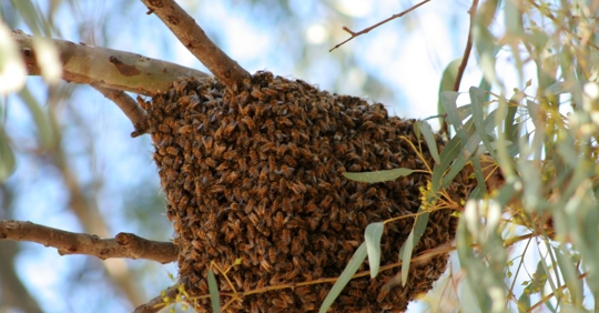 Bees