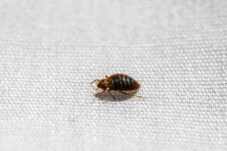 bed bug