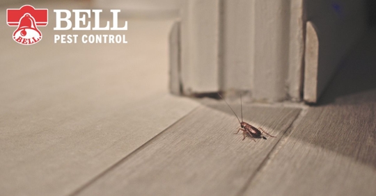 Cockroach in kitchen