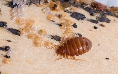 bed bug and evidence on a bed frame