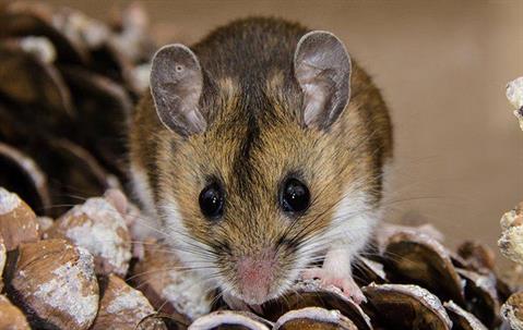 mouse on a pinecone