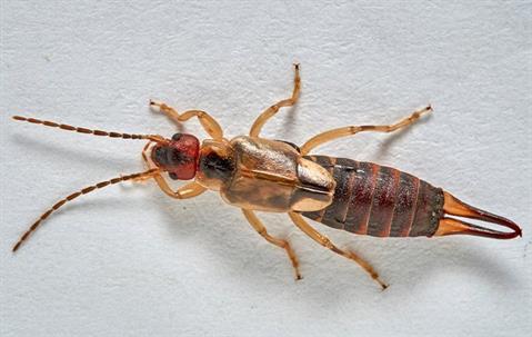 earwig on wall