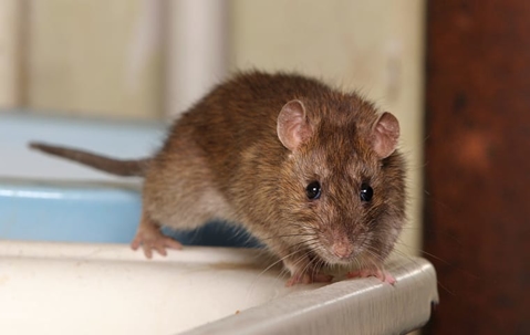 rat in home