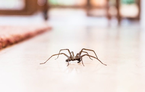 a spider crawling in a home