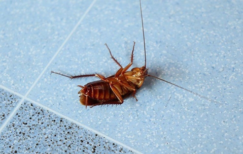 american cockroach on back on kitchen floor