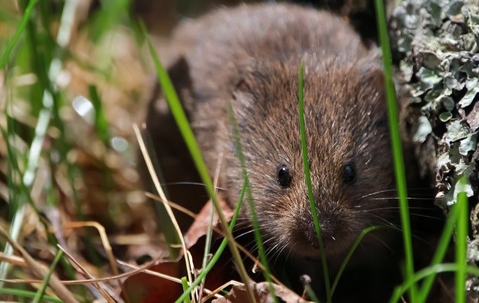 vole hiding in the grass