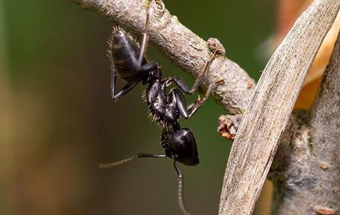 ant on a tree