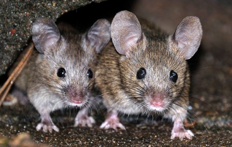 two mice on the ground
