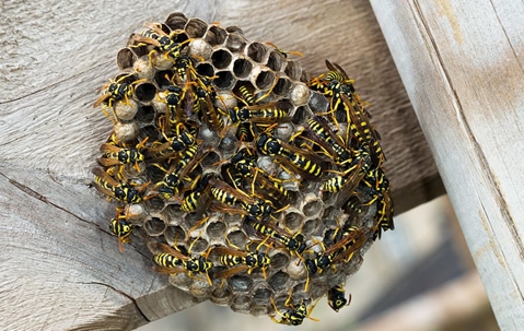 swarm of wasps