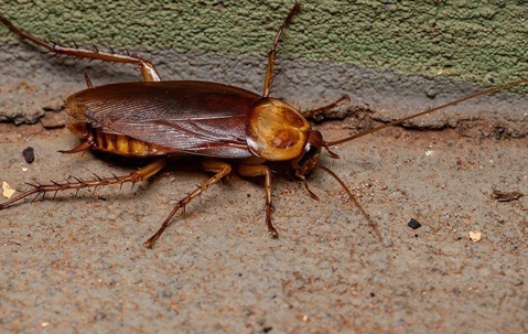 a cockroach crawling along a basement wall