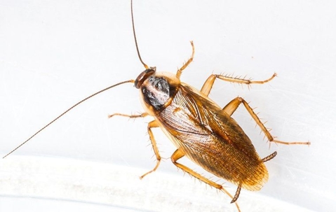 a cockroach up close