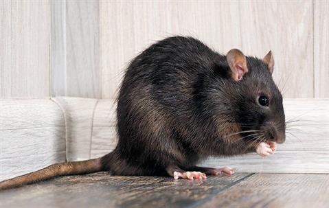 a rat inside a home
