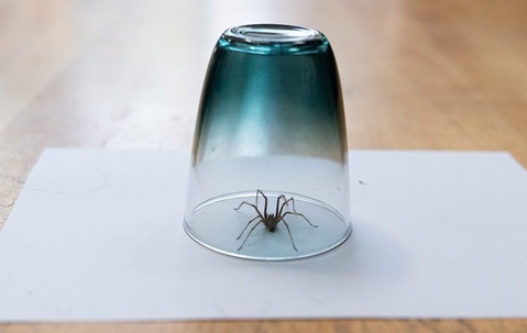 spider caught under a glass