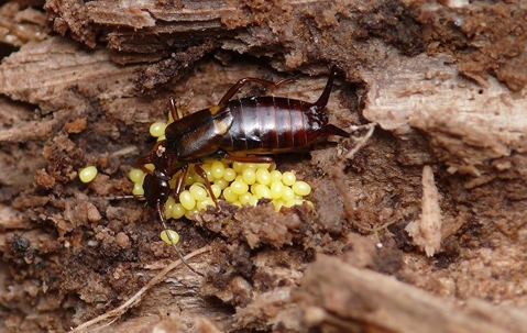 earwig with eggs