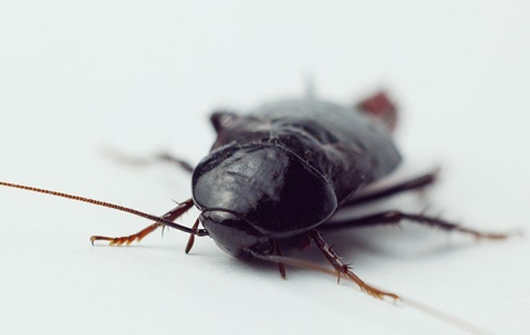 oriental cockroach in home