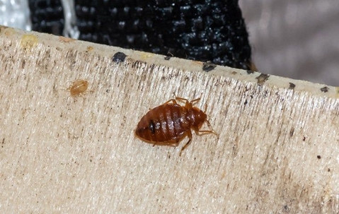 bed bug on boxspring