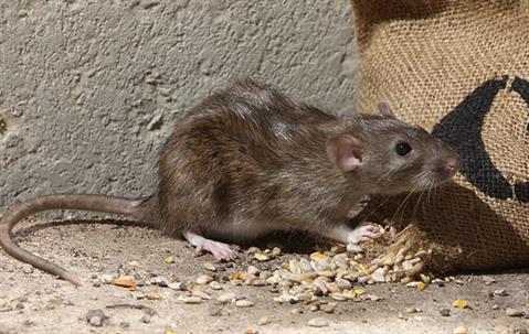 rat eating from sack