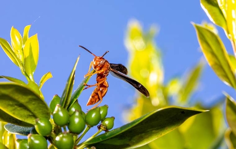red paper wasp