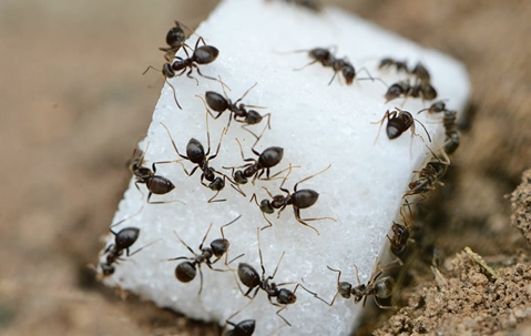 ants crawling on sugar cube