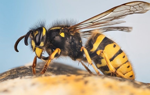 close up of a yellow jacket