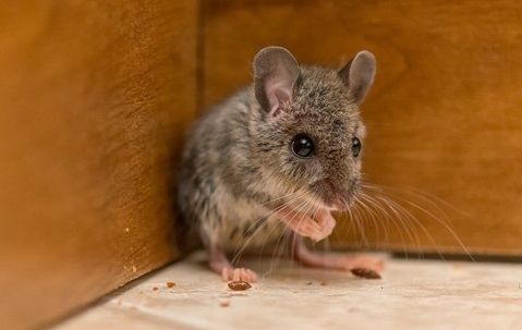 a mouse in a home