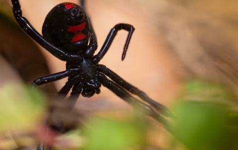 black widow spider in leaves