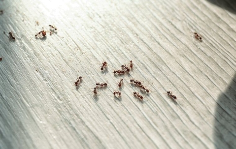ants crawling on a floor in a home