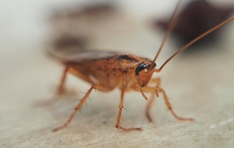 a cockroach up close