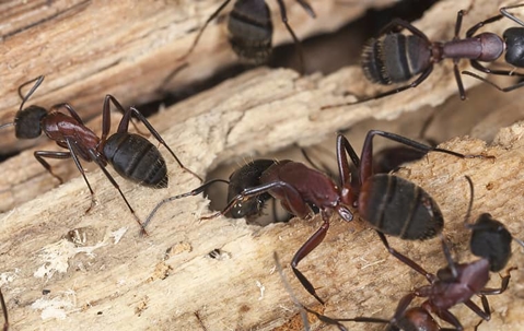 carpenter ants chewing wood