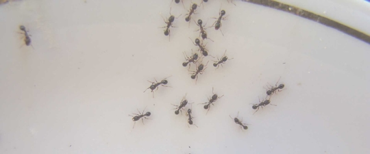 ants crawling on a plate