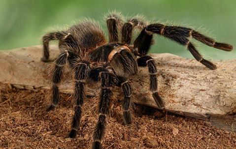 tarantula in garden