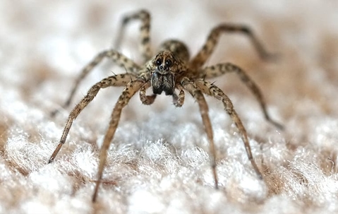 wolf spider crawling on carpet