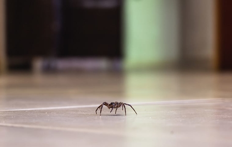 spider on tile floor