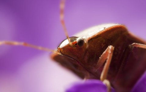 bed bug on bed