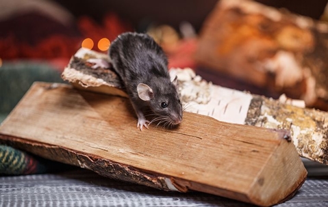 rodent sitting on a log
