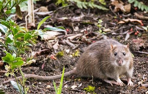 rat outside home