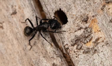 Ants