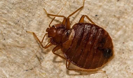 Bed Bugs