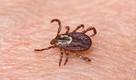 Fleas And Ticks