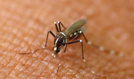 Mosquitoes