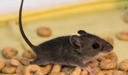 Rodents
