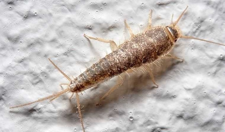 Silverfish