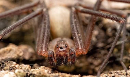 Spiders